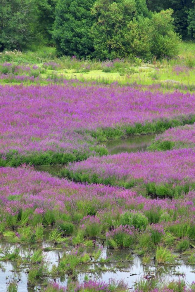 Art Print: OR, Oaks Bottom Purple loosestrife in marsh