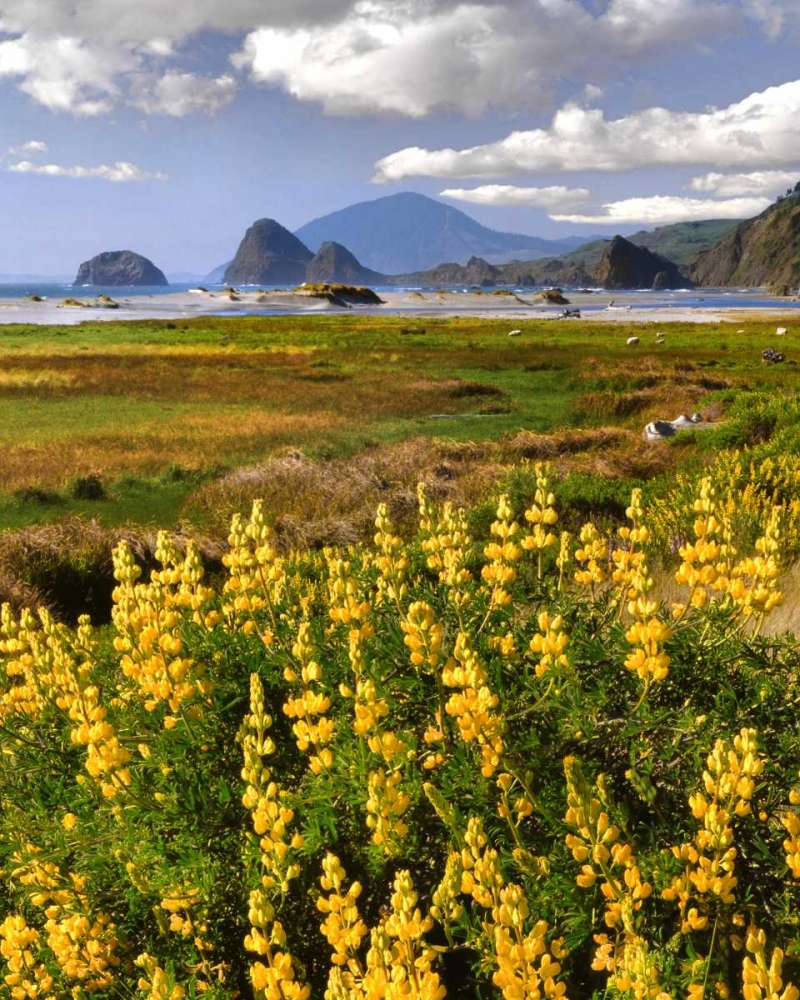 Art Print: OR, Ophir Yellow lupine and ocean beach