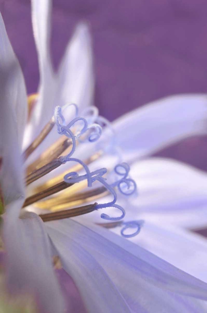 Art Print: Oregon, Portland Close-up of chicory wildflower