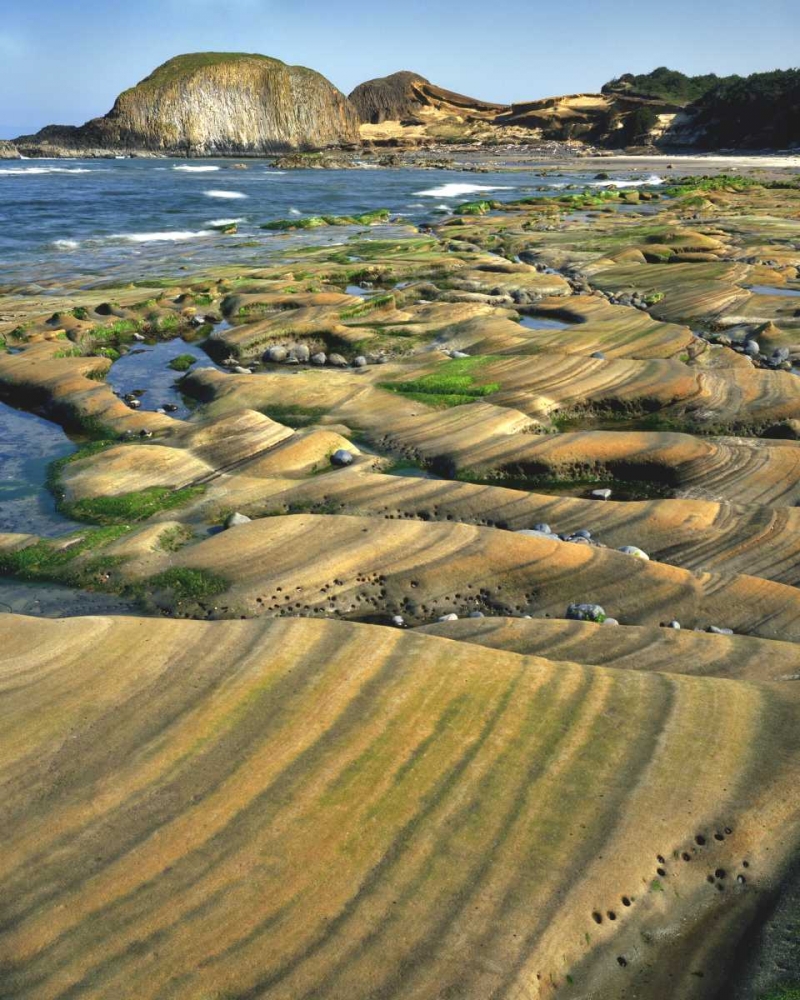 Art Print: OR, Seal Rock SP Patterns on sandstone rock