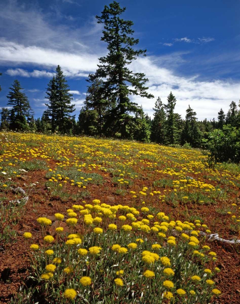 Art Print: OR, Wallowa-Whitman NF Yellow eriogonum
