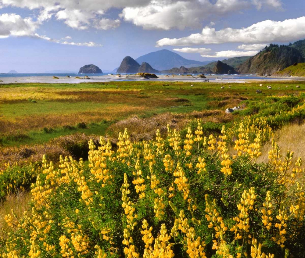 Art Print: Oregon Landscape of yellow lupine and beach