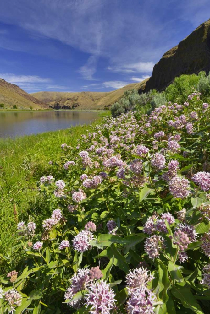 Art Print: USA, Oregon Milkweed along the John Day River