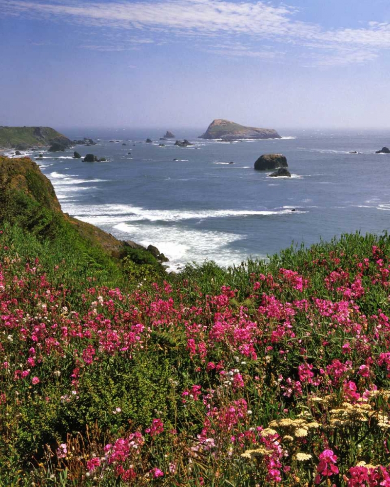 Art Print: Oregon Seascape of Goat Rock and sweet peas