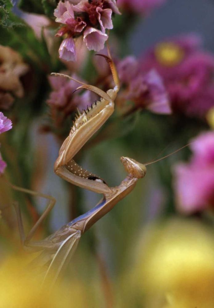 Art Print: USA, Oregon Praying mantis on static flower
