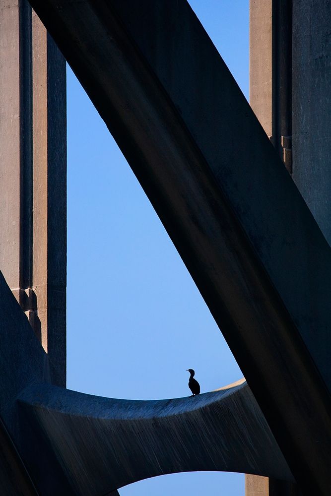 Art Print: Oregon-Newport Cormorant resting on support beam of Yaquina Bay Bridge