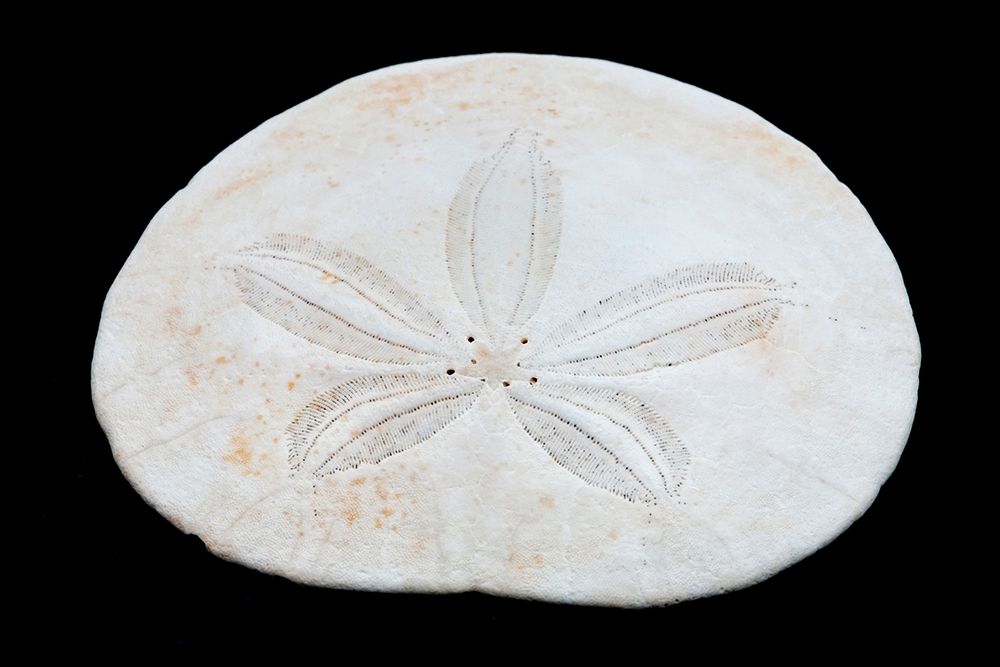 Art Print: Oregon Sand dollar close-up