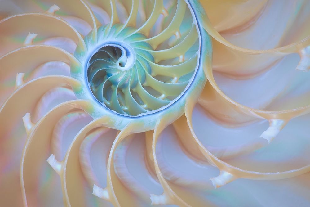 Art Print: Oregon Close-up detail of nautilus shell