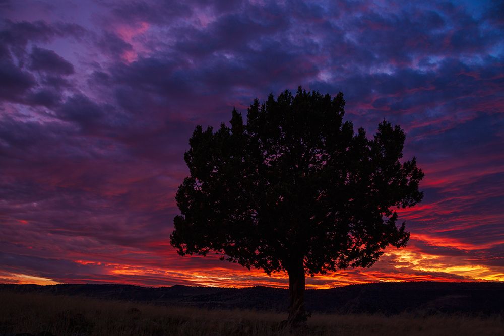 Art Print: USA-Oregon-high desert-juniper sunset