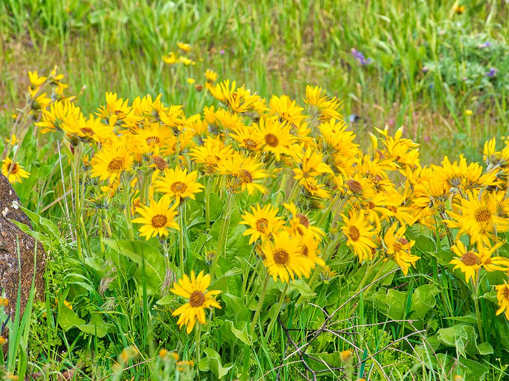 Wall Art Painting id:753255, Name: USA, Oregon. Columbia George, arrowleaf balsamroot in Spring bloom,, Artist: Eggers, Terry