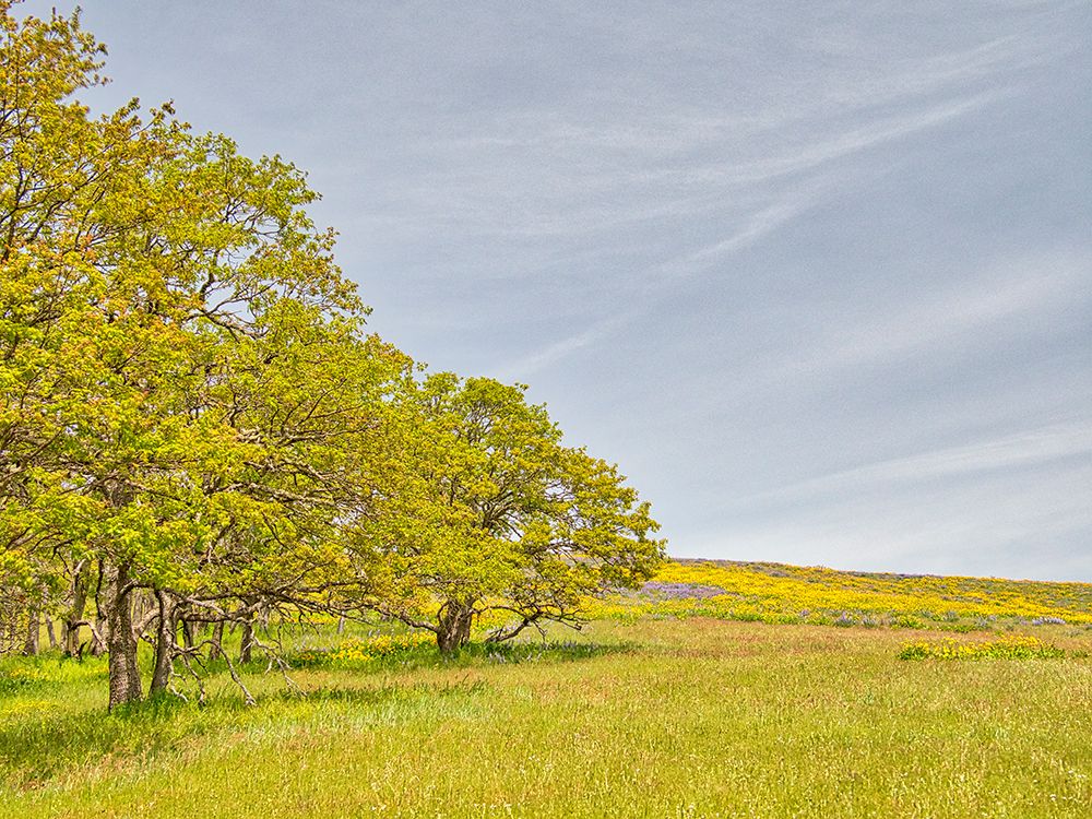 Wall Art Painting id:753260, Name: USA, Oregon. Columbia George, springtime and flowering yellow balsamroot amongst oak trees, Artist: Eggers, Terry