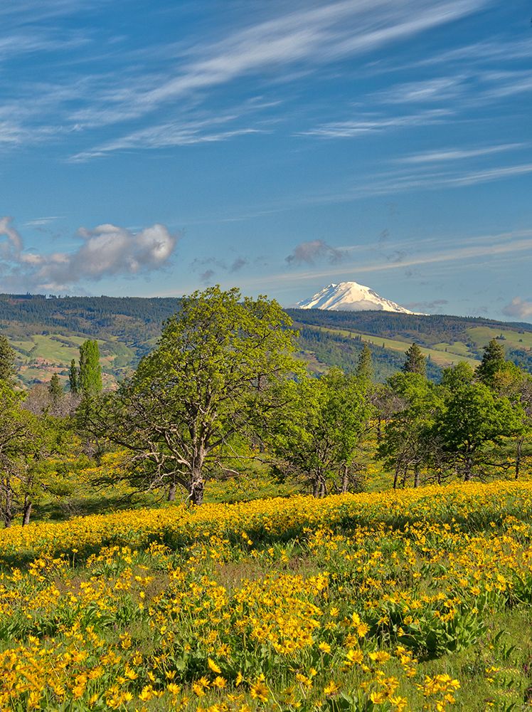 Wall Art Painting id:753263, Name: USA, Oregon. Columbia George, flowering yellow balsamroot amongst oak trees and Mt. Rainier, Artist: Eggers, Terry