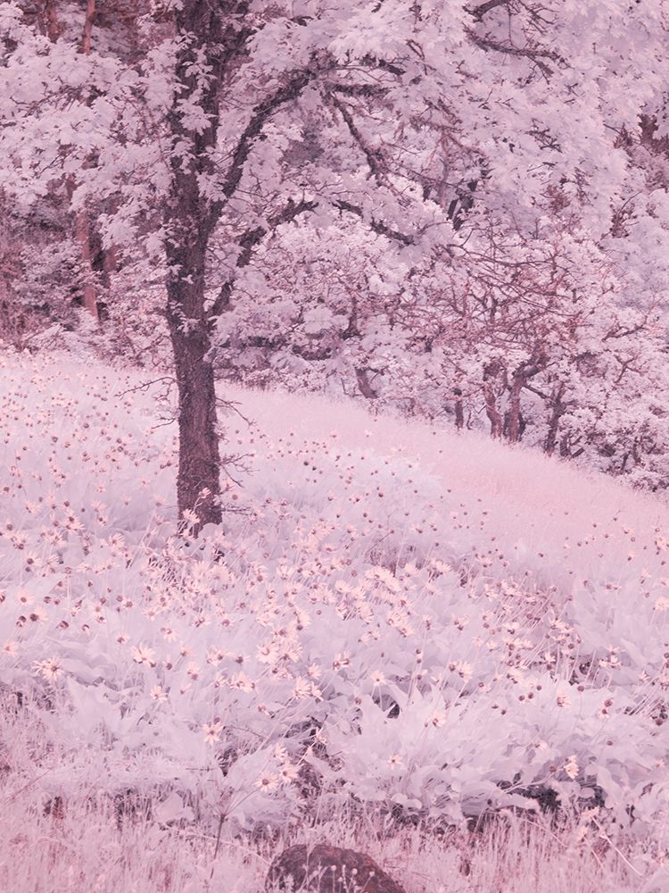 Wall Art Painting id:753264, Name: USA, Oregon. Columbia George, infrared of lone oak tree and wildflowers, Artist: Eggers, Terry