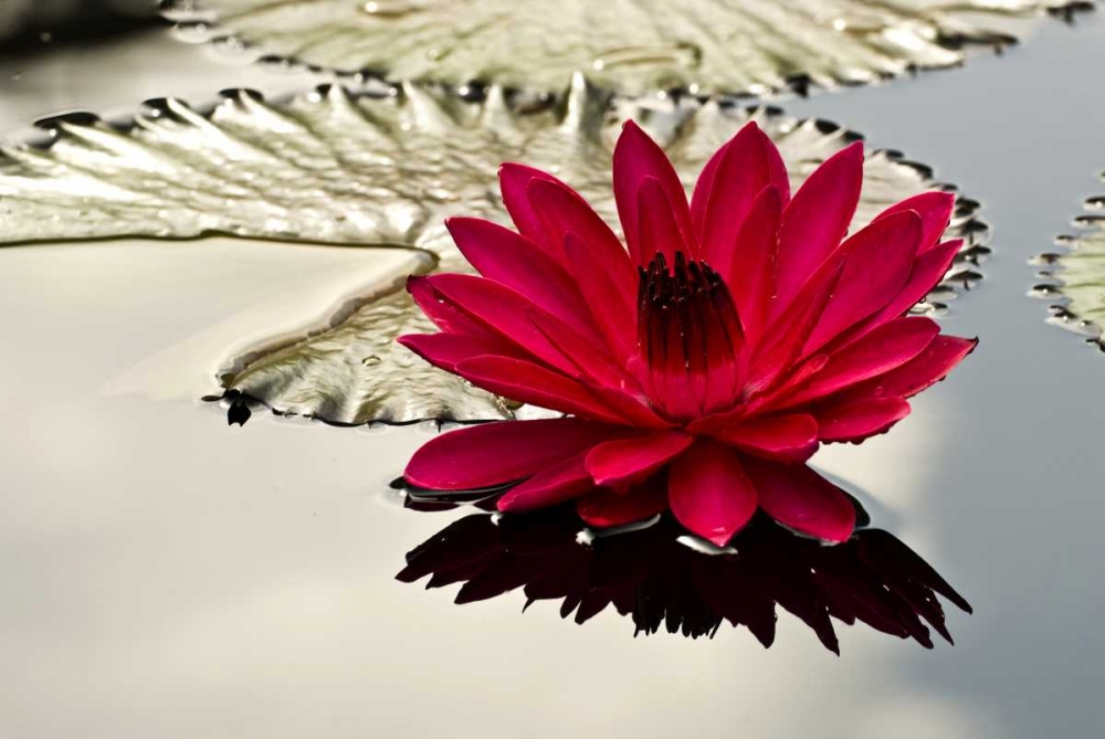Art Print: PA, Philadelphia Water lily on garden pond