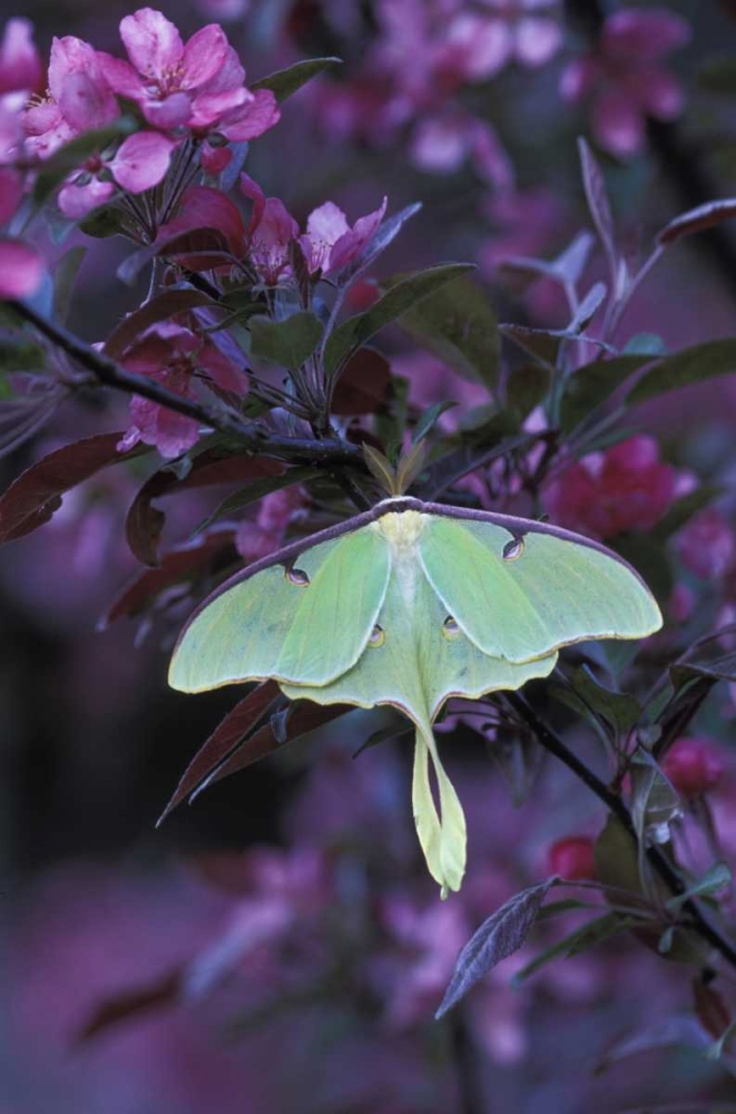 Art Print: USA, Pennsylvania Luna moth on crabapple tree