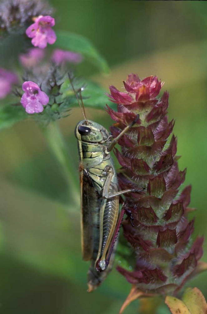Art Print: Pennsylvania Close-up of grasshopper on plant