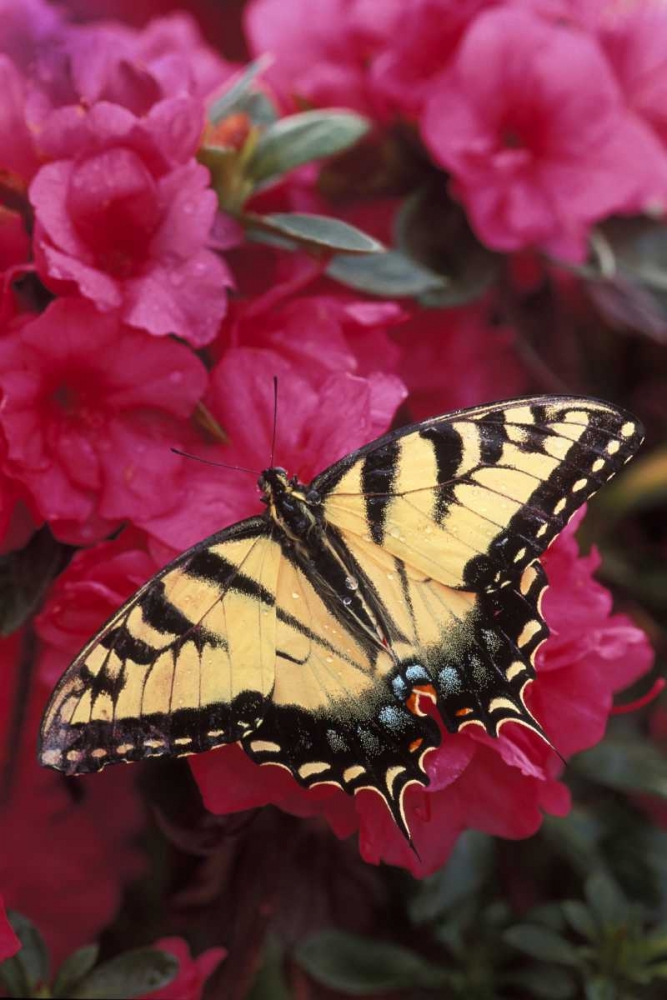 Art Print: Pennsylvania Swallowtail butterfly on azalea