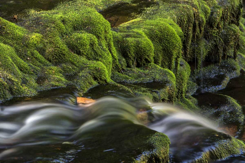 Art Print: Pennsylvania, Ricketts Glen SP Flowing stream