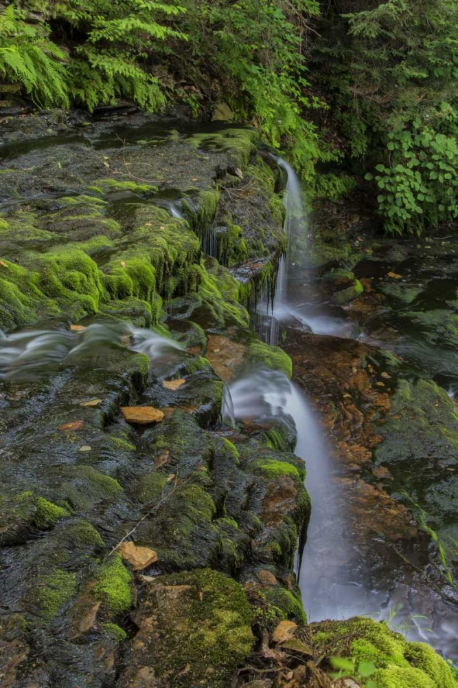 Art Print: Pennsylvania, Ricketts Glen SP Flowing stream