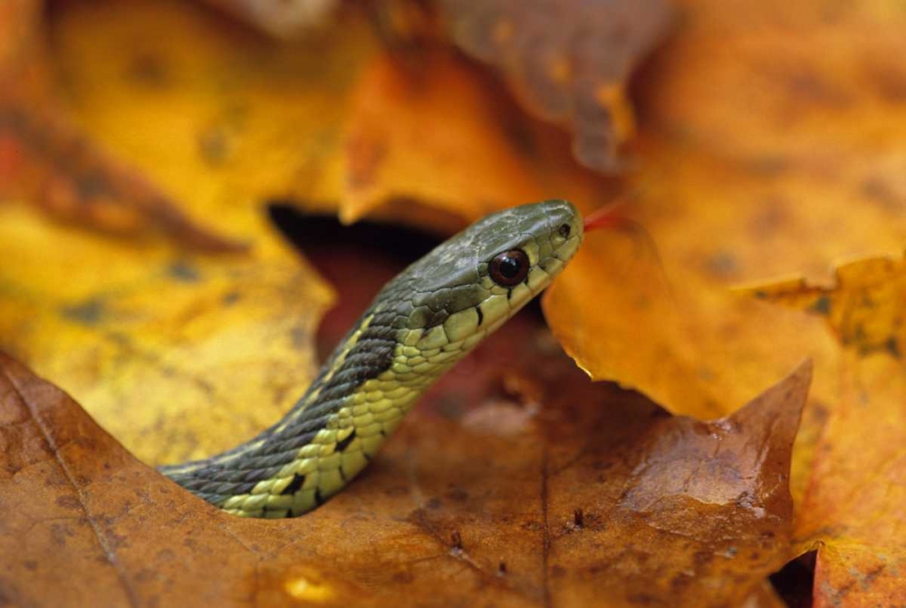 Art Print: Pennsylvania Garter snake in autumn