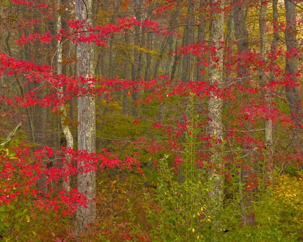 Art Print: PA, Delaware Watergap NRA Autumn in forest