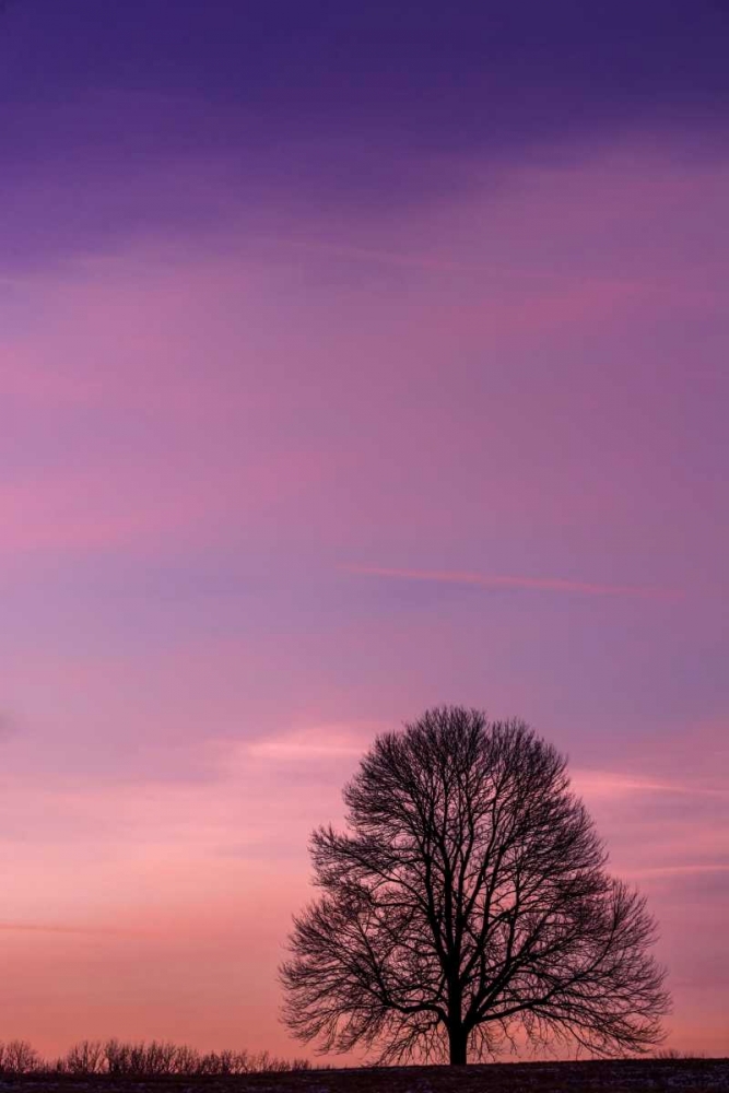 Wall art: Pennsylvania, King of Prussia Tree at sunrise, by OBrien, Jay