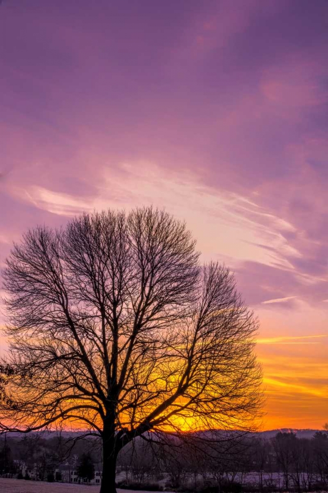 Art Print: Pennsylvania, King of Prussia Tree at sunrise