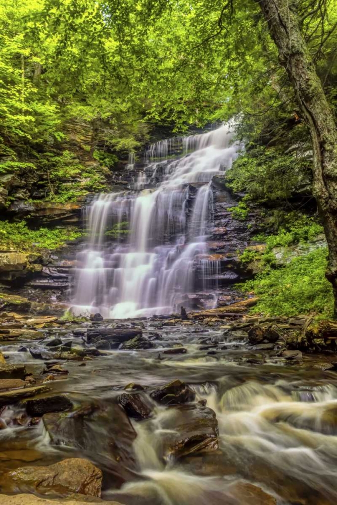 Wall art: Pennsylvania, Ricketts Glen SP Mohican Falls, by OBrien, Jay