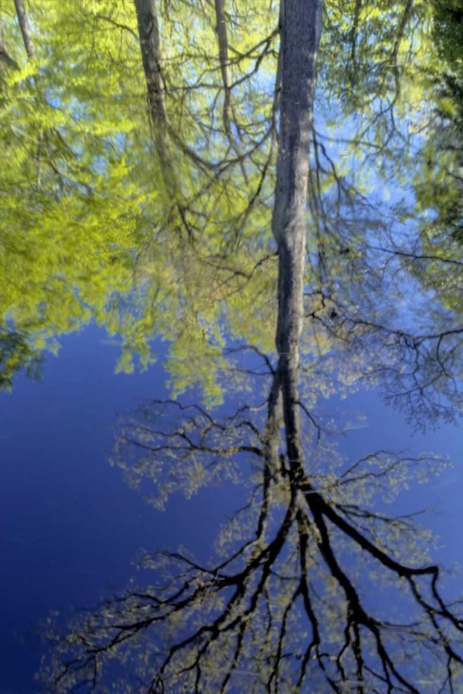Art Print: USA, Pennsylvania Tree reflected in pond