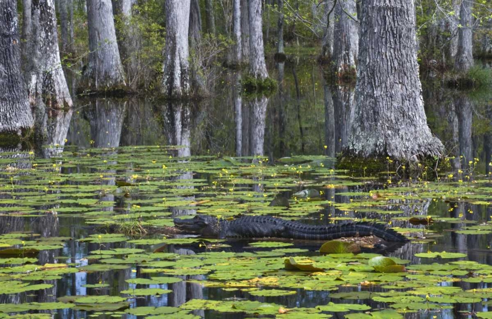 Art Print: SC Alligator rests on log in swamp