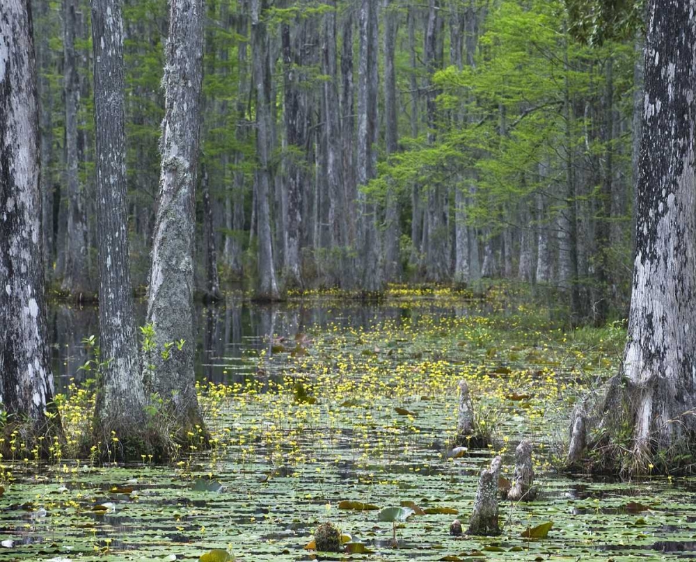 Art Print: USA, South Carolina, Cypress Gardens
