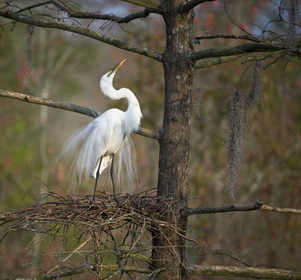 Art Print: SC, Great egret in breeding plumage at nest