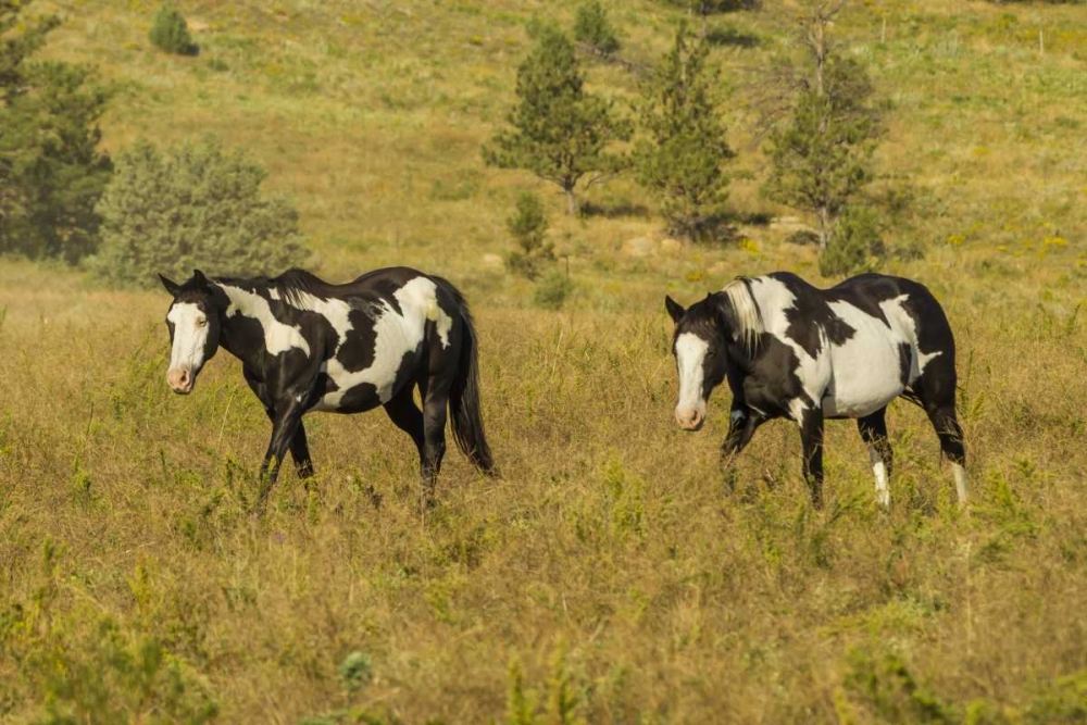 Art Print: SD, Wild Horse Sanctuary Wild horses in field