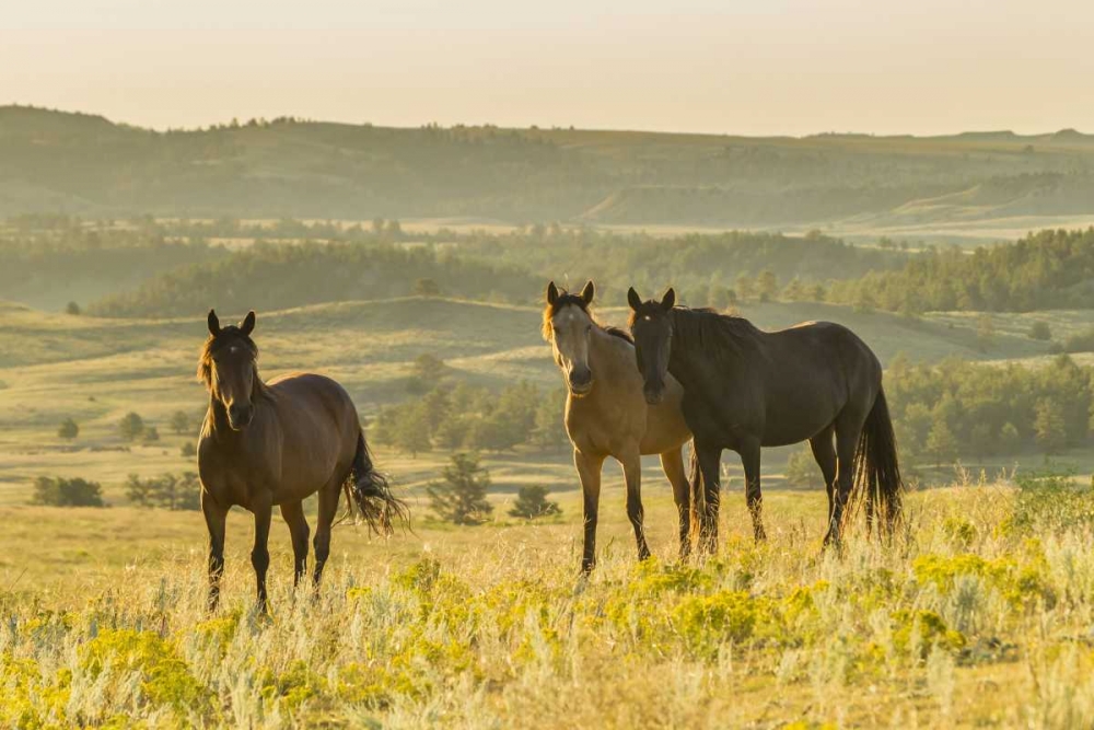 Art Print: SD, Wild Horse Sanctuary Wild horses in field