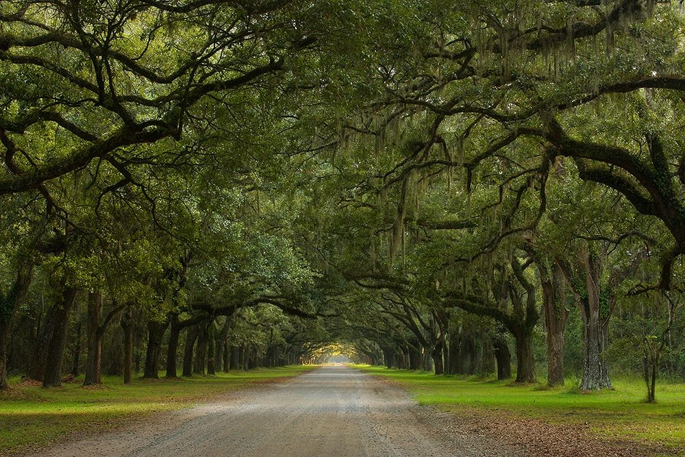 Wall art: Live Oak Alley-Wormsloe Plantation-Savannah-USA, by Miller, Anna