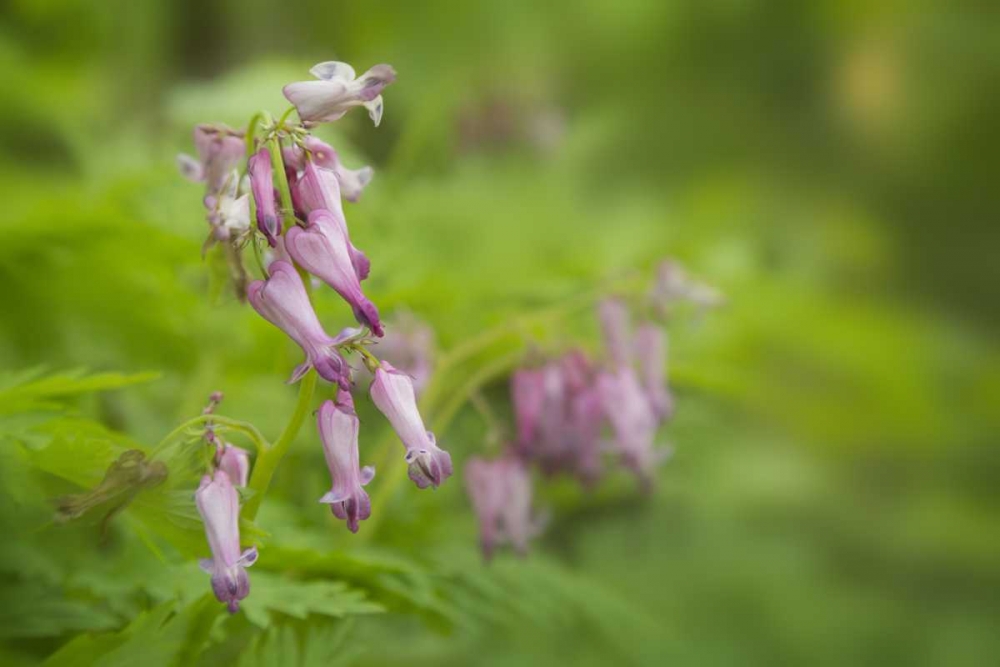 Art Print: TN, Great Smoky Mts Bleeding heart in Cades Cove
