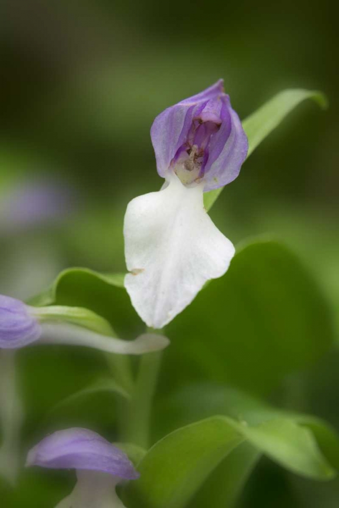 Art Print: Tennessee, Great Smoky Mts Showy orchis orchid