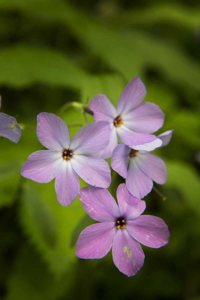 Art Print: Tennessee, Great Smoky Mts Blue phlox flower