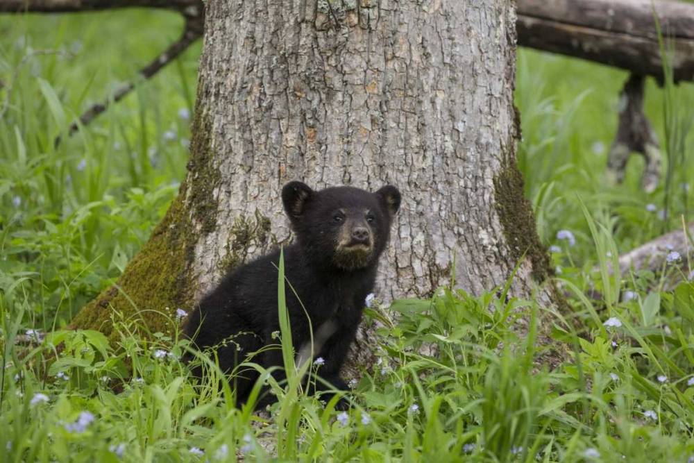 Art Print: TN, Great Smoky Mts Black bear cub next to tree