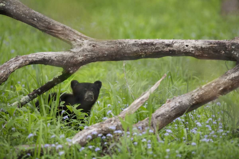 Art Print: Tennessee, Great Smoky Mts Black bear cub