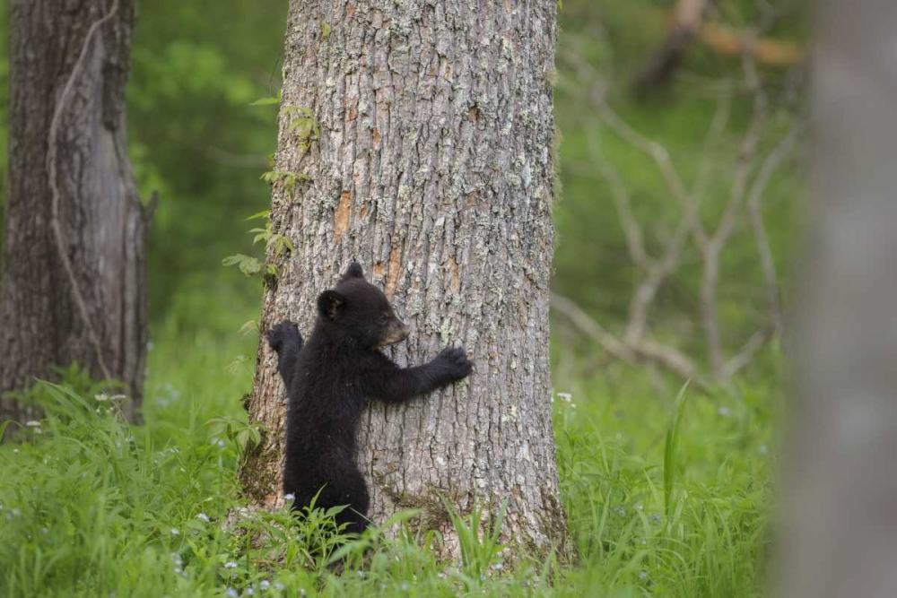 Art Print: TN, Great Smoky Mts Black bear cub climbing
