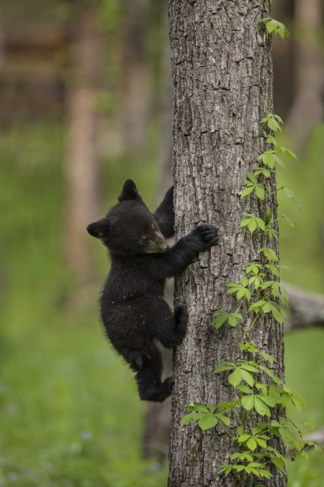 Art Print: USA, Tennessee Black bear cub climbing tree