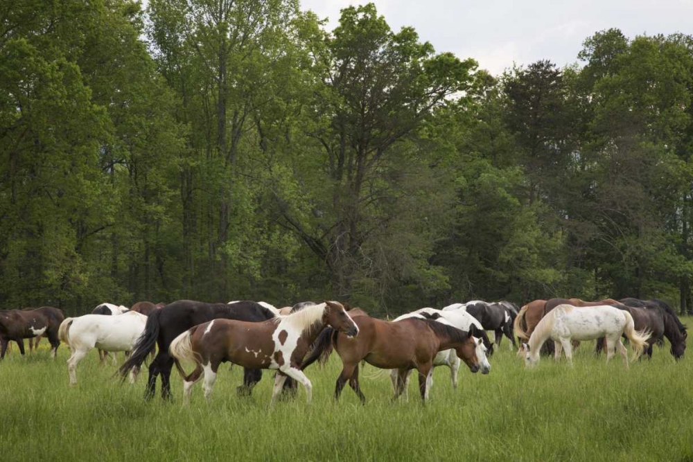 Art Print: TN, Great Smoky Mts Horses in Cades Cove