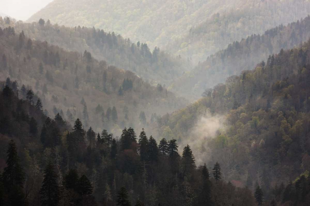 Art Print: TN, Great Smoky Mts Mist rises in a valley