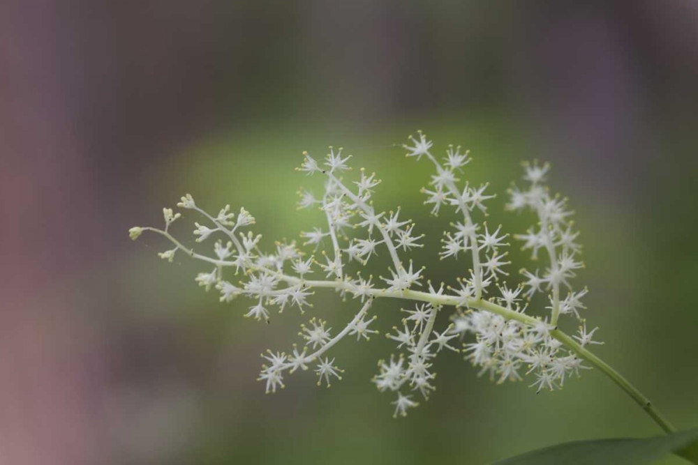 Art Print: TN, Great Smoky Mts False Solomons seal flowers
