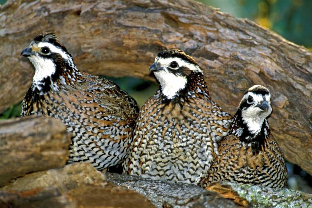 Art Print: TX, McAllen Northern bobwhite males under log