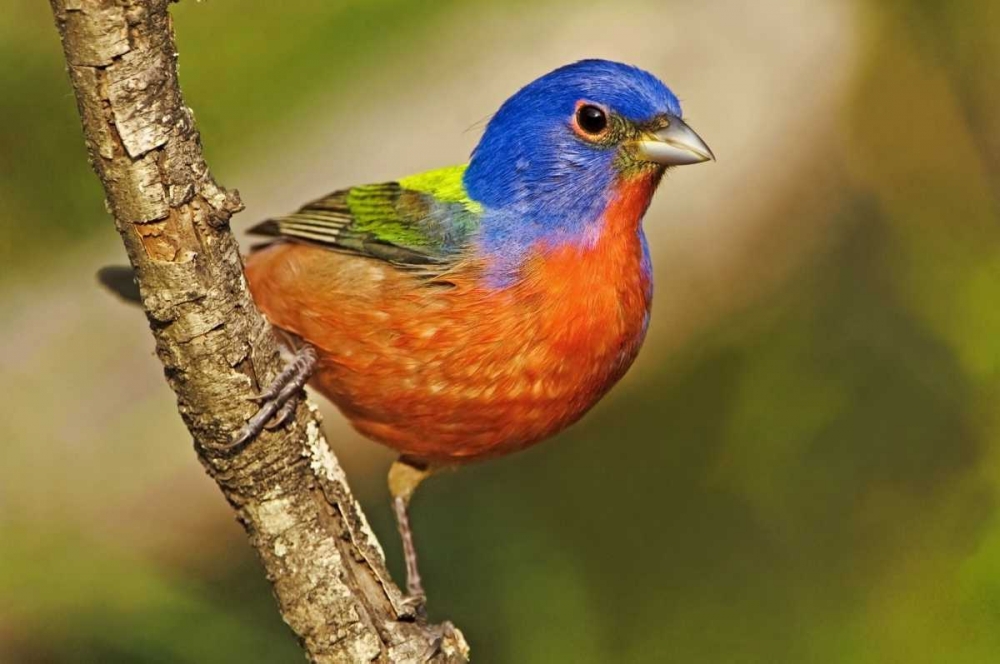 Art Print: TX, McAllen Male painted bunting perched in tree