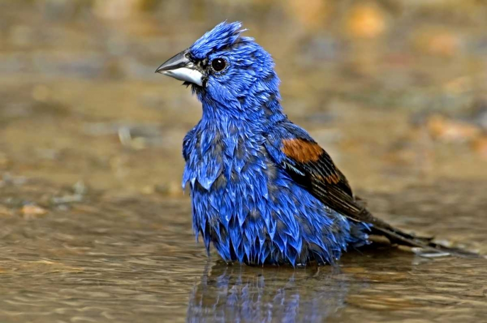 Art Print: TX, McAllen Male blue grosbeak bathing