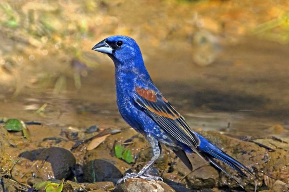 Art Print: TX, McAllen Blue grosbeak male on rock in pond