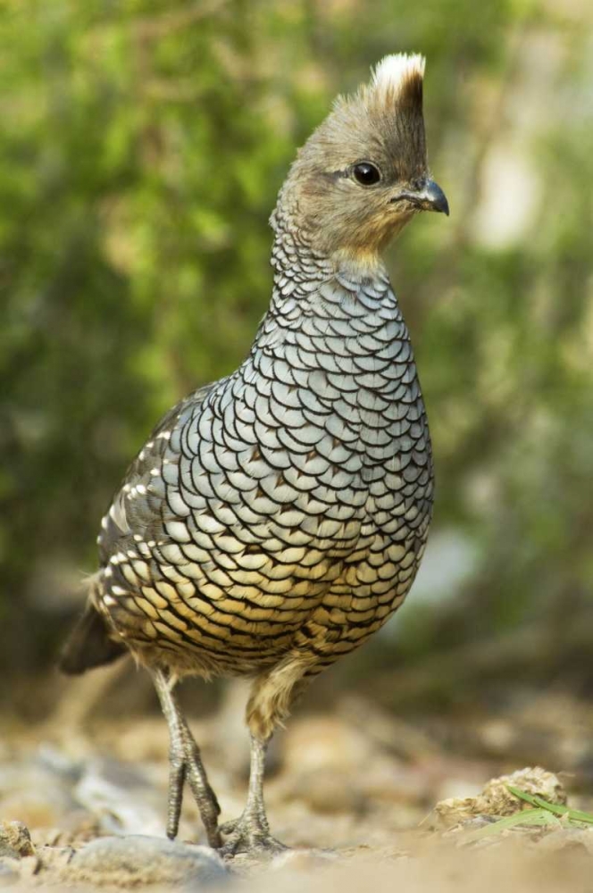 Art Print: TX, McAllen Wild scaled quail foraging for food